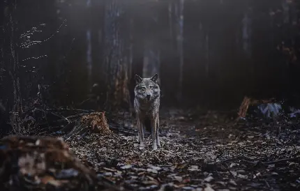 دانلود عکس گرگ تنها در جنگل با کیفیت بالا