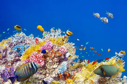 عکس منظره اعماق دریا و صخره مرجانی چند رنگ