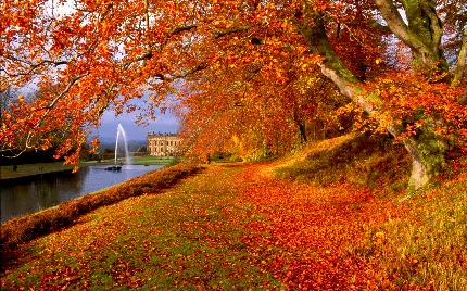 تصویر زمینه و والپیپر پاییزی و درختان و برگ های روی پیاده رو برای موبایل