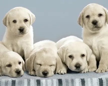 تصویر دسته جمعی سگ های بامزه سفید رنگ