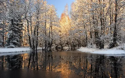 عکس درخت های پوشیده از برف با رودخانه جاری در فصل زمستان برای والپیپر موبایل