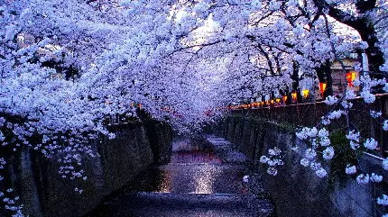تصویر درخت زیبای گیلاس با شکوفه های بی نظیر در توکیو