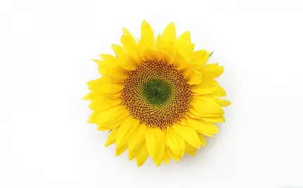 عکس گل قشنگ آفتابگردان از نمای نزدیک با پس زمینه سفید برای پروفایل