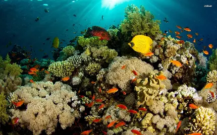 صخره مرجانی کبود رنگ در اعماق آبی دریاها