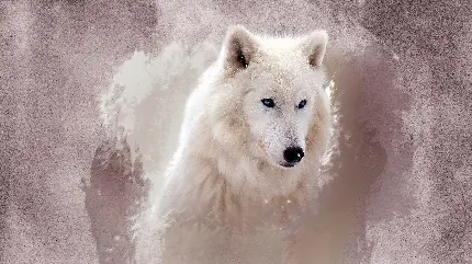 دانلود بک گراند زیبا از گرگ سفید با کیفیت بالا