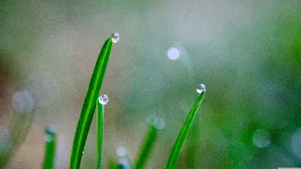 قطرات باران و شبنم بر روی گیاه در نمای ماکرو