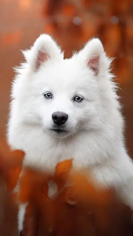 عکس فوق العاده زیبا از سگ سفید و خندان با کیفیت بالا
