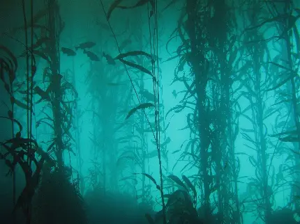 عکس طبیعت زیر آب دریا برای پروفایل و والپیپر