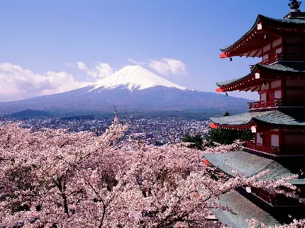 عکس شکوفه های بهاری گیلاس با کوه زیبای فیجی در کشور ژاپن