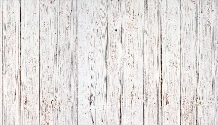 بک گراند سفید کیوت