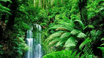 عکس جنگل بارانی برای هایلایت اینستا