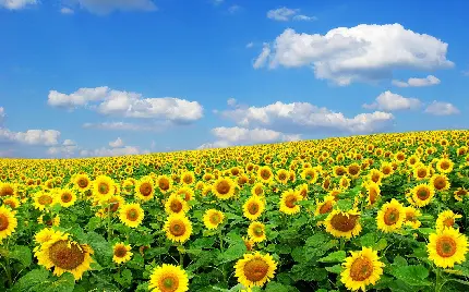 عکس بسیار زیبا و با کیفیت فوق العاده از گل آفتابگردان برای والپیپر و تصویر زمینه ویندوز 11