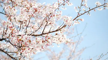 عکس زیبای درخت و شکوفه های بهاری گیلاس در ایران