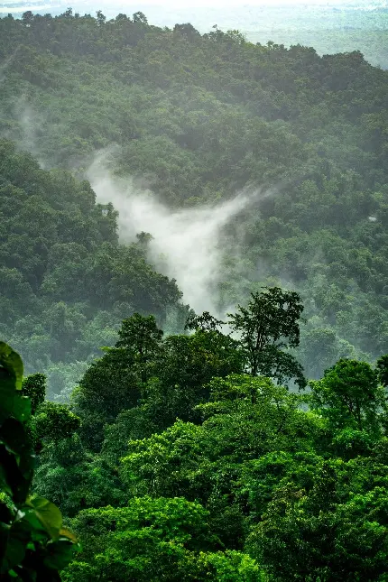 عکس جنگل های بارانی استوایی