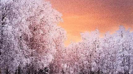 دانلود تصویر زمینه درخت های زیبای پوشیده از برف در فصل زمستان برای کامپیوتر
