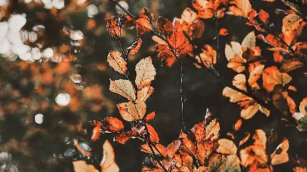 زیباترین عکس پاییز فصل زیبایی رنگ ها با برگ های درخت بلوط در یک غروب خزان