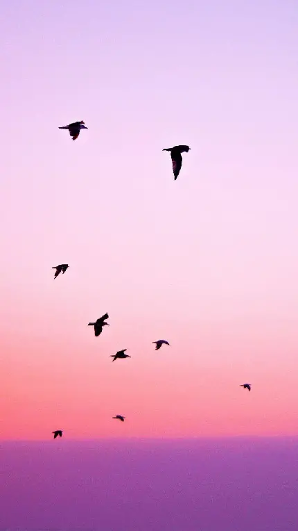 دانلود والپیپر اورجینال آیفون 13 و 14 پرو مکس با طرح پرندگان و رنگ های زیبای آسمان
