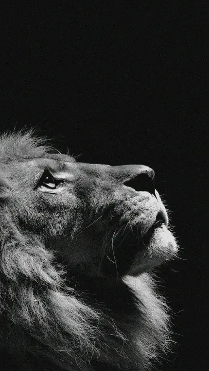 عکس شیر سلطان جنگل با پس زمینه مشکی برای بک گراند گوشی آیفون 13 و 14