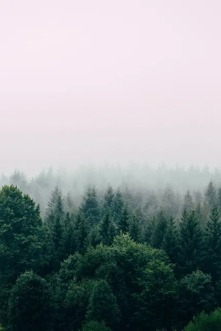 زیباترین پس زمینه جنگل سرسبز در مه برای گوشی ایفون ایکس