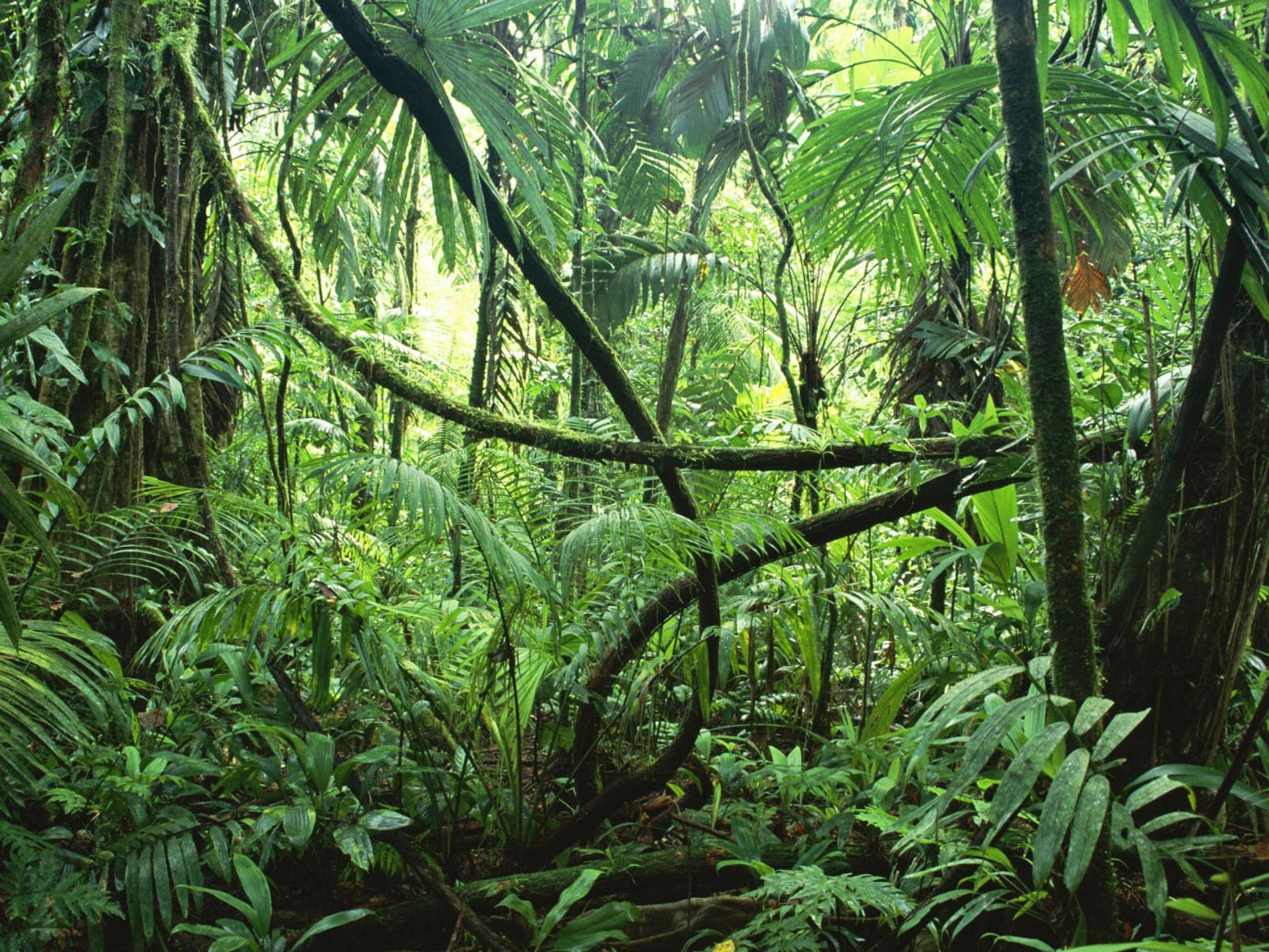 عکس فول اچ دی جنگل های بارانی استوایی