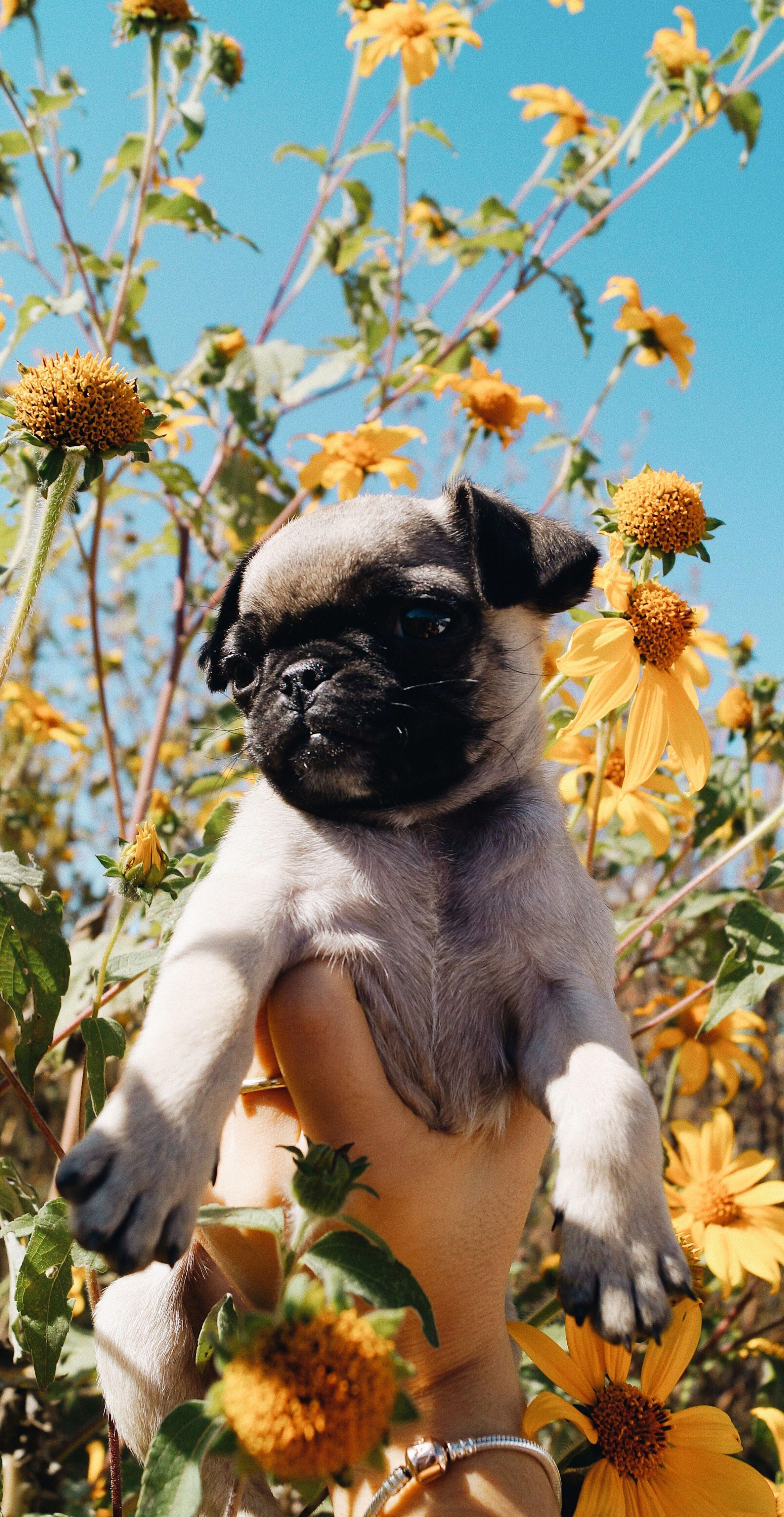 عکس زیبا از سگ محبوب پاگ در میان گل ها 