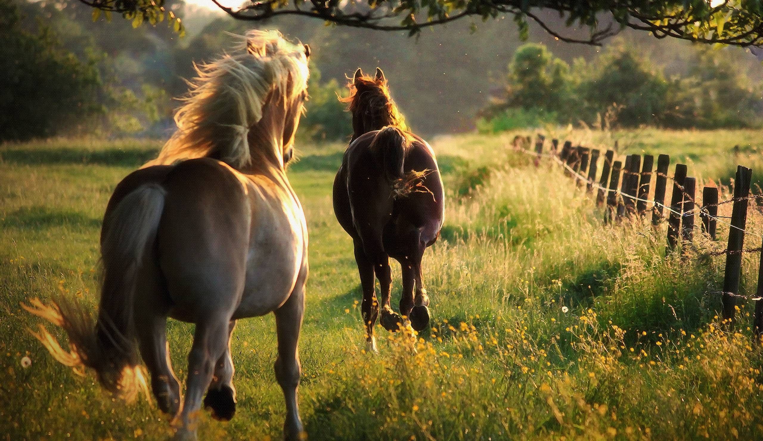 عکس اسب زیبا برای تصویر زمینه 4k