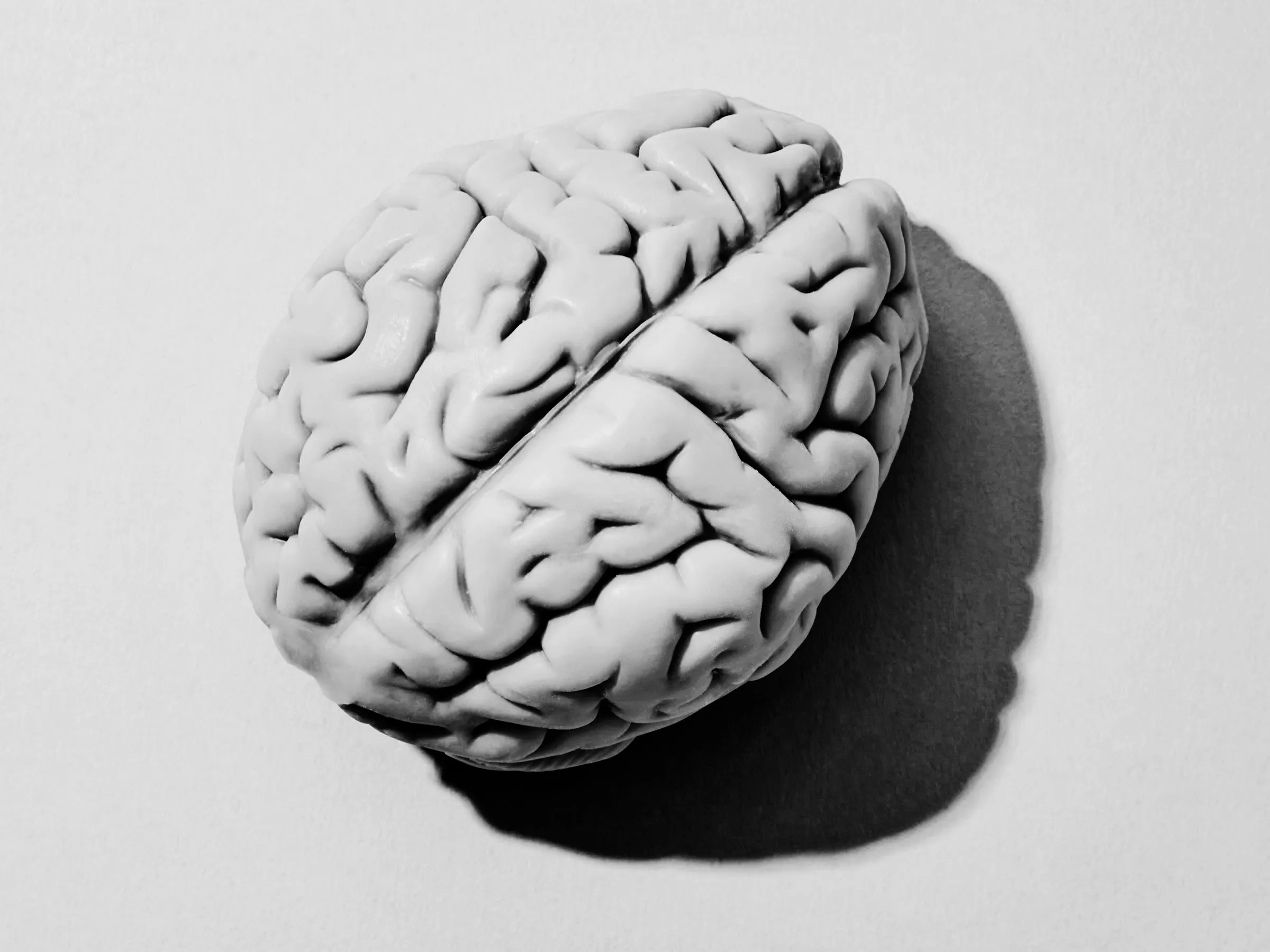 عکس مغز انسان برای چاپ بر روی کاغذ