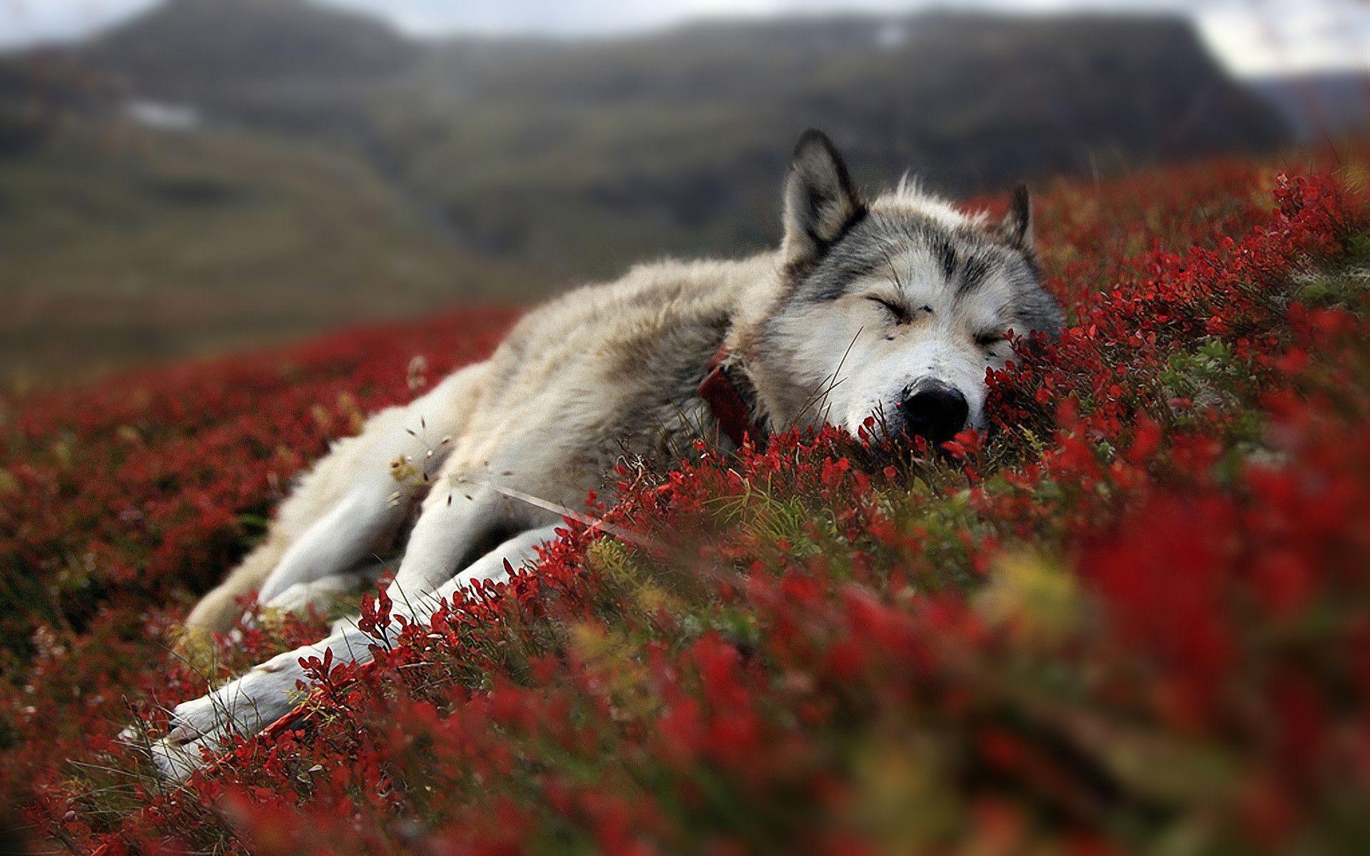 عکس فوق العاده زیبا از گرگ دوست داشتنی خوابیده