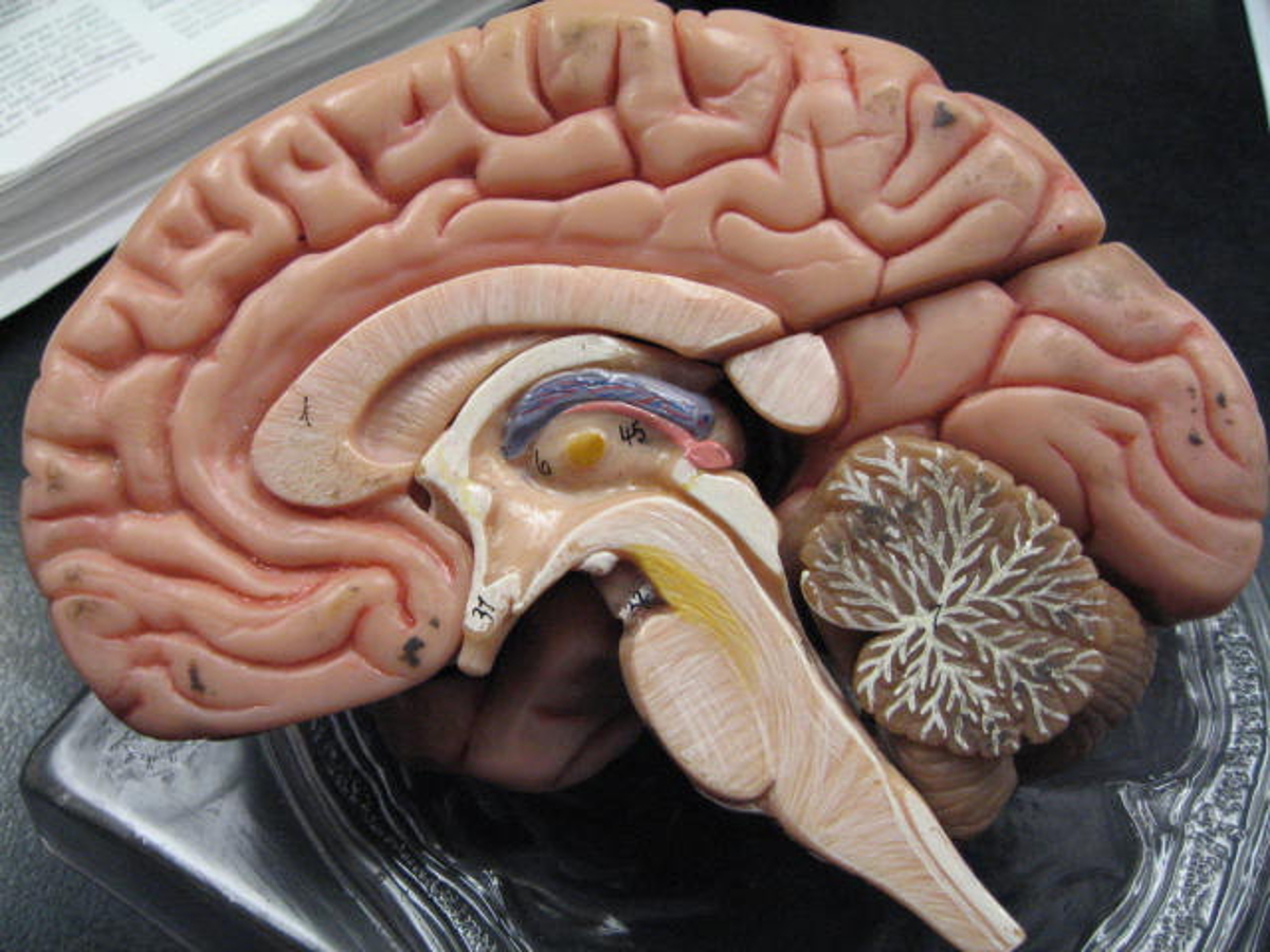 عکس مولاژ مغز انسان با کیفیت خیلی عالی