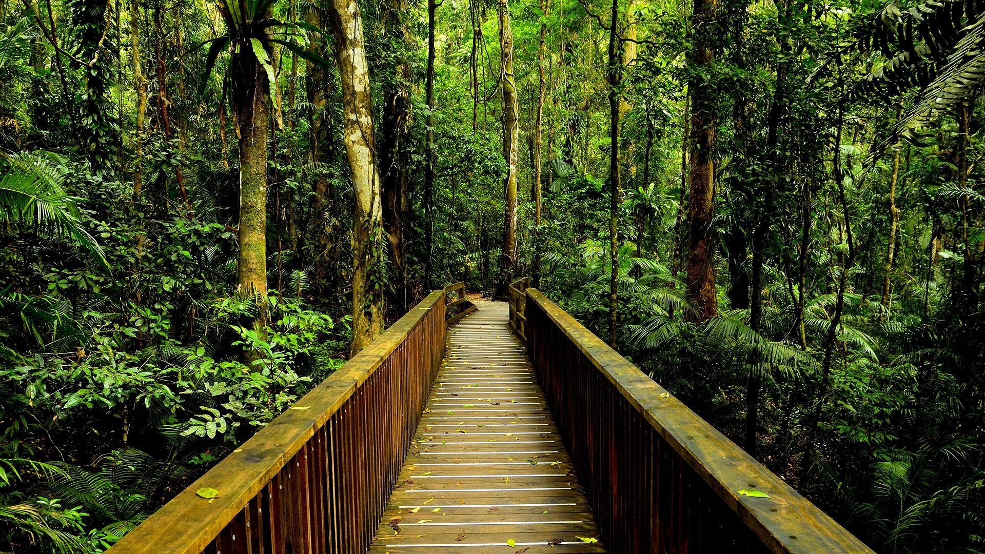 دانلود عکس با کیفیت بالا برای چاپ جنگل گرمسیری