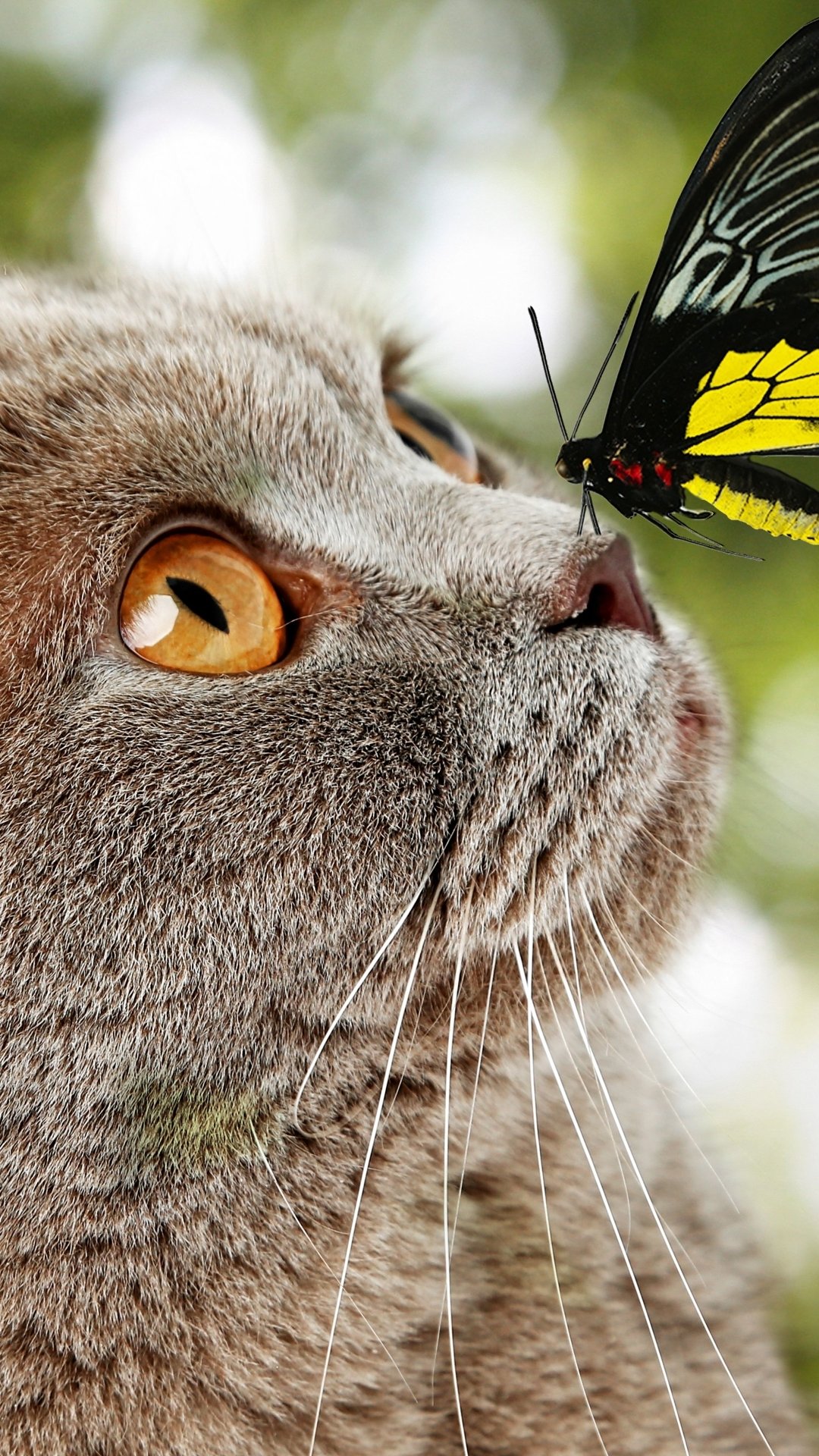 عکس گربه خاکستری و پروانه برای پروفایل