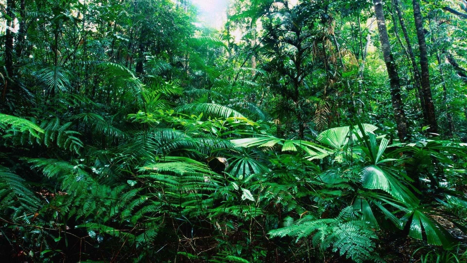 دانلود تصویر زمینه زیباترین جنگل گرمسیری