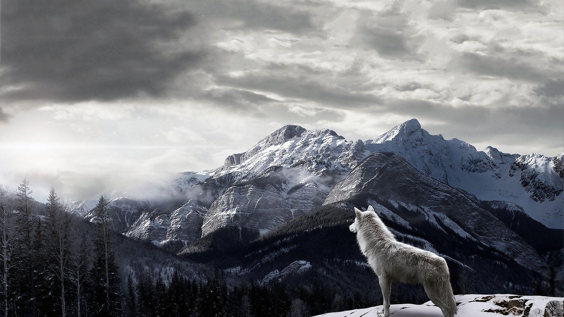 والپیپر از گرگ سفید با منظره فوق العاده زیبا