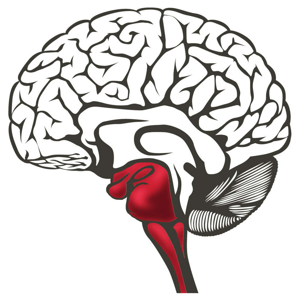 عکس مغز و نخاع انسان