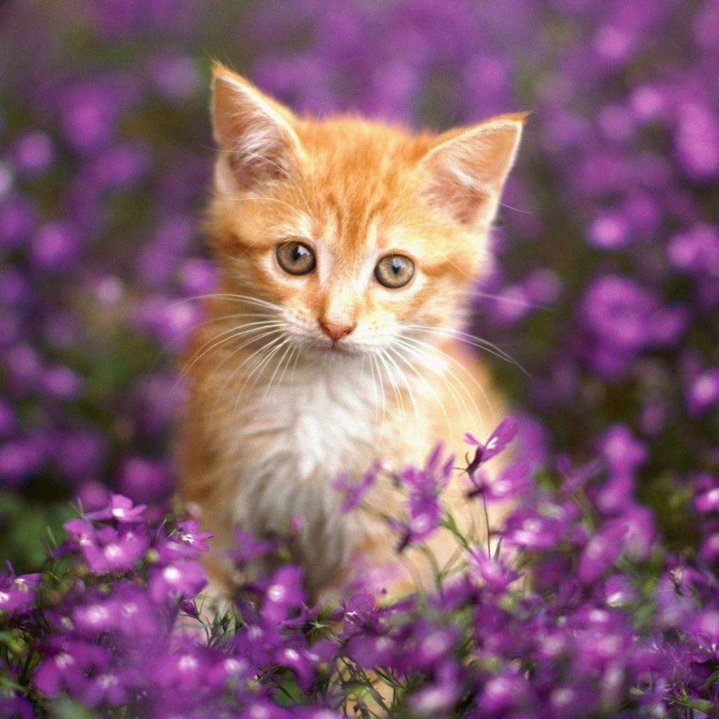 دانلود عکس گربه ناز درمیان گل ها بنفش