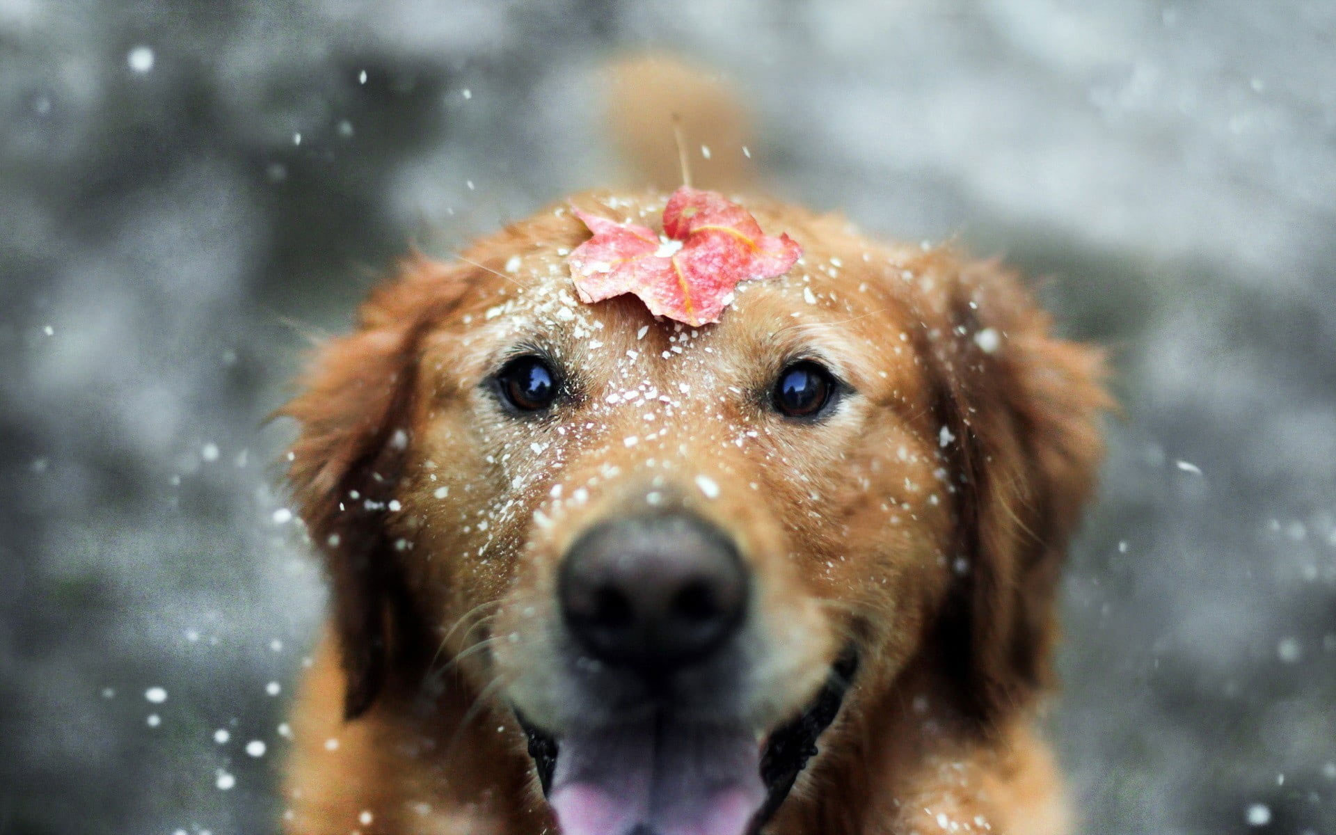 عکس سگ بامزه و خندان با بارش برف با کیفیت بالا