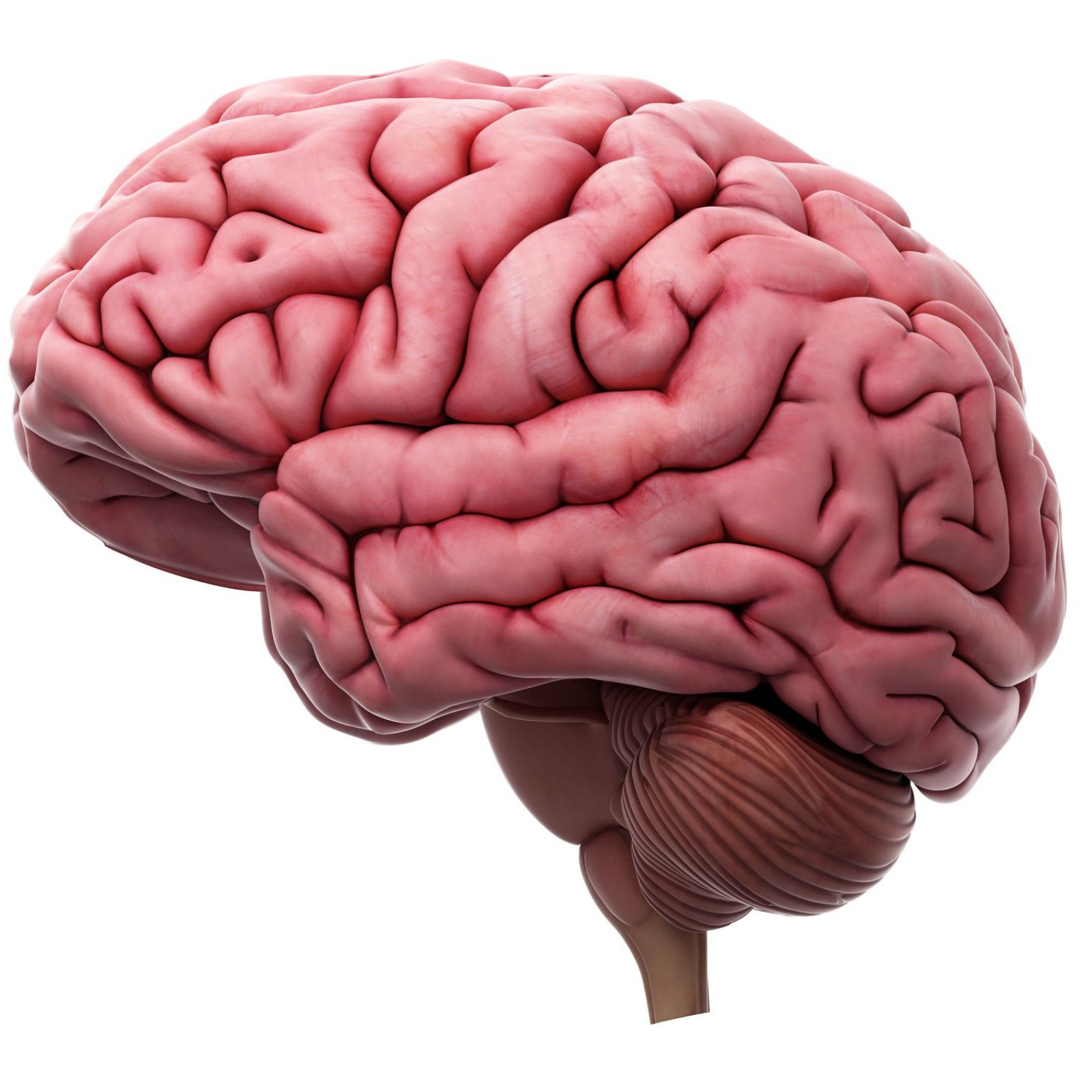 عکس مغز انسان برای مقاله های علمی و آموزشی