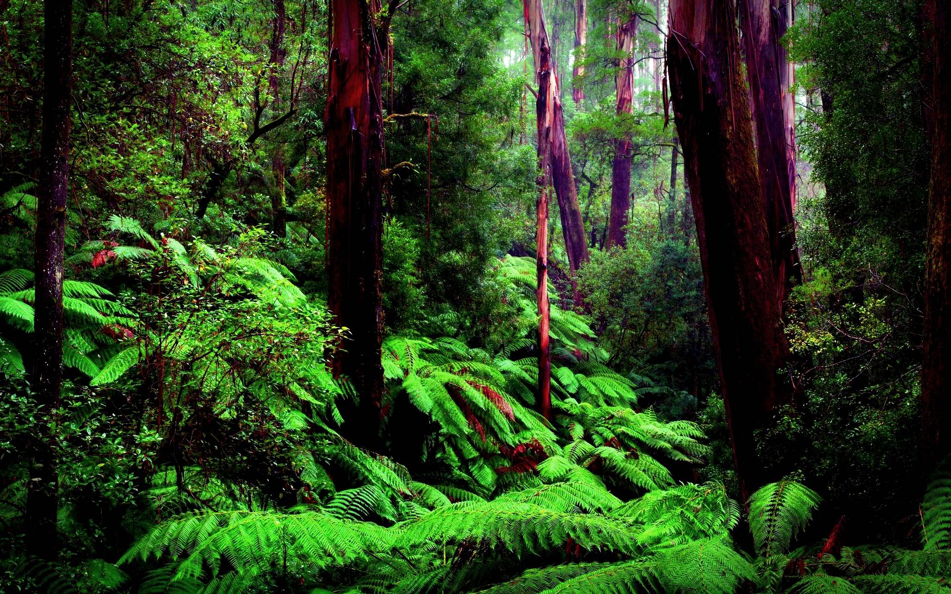 تصاویری زیبا از طبیعت جنگل بارانی با کیفیت بالا