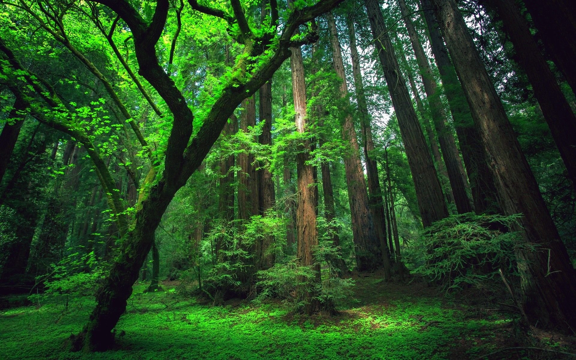 عکس جنگل زیبا فول اچ دی