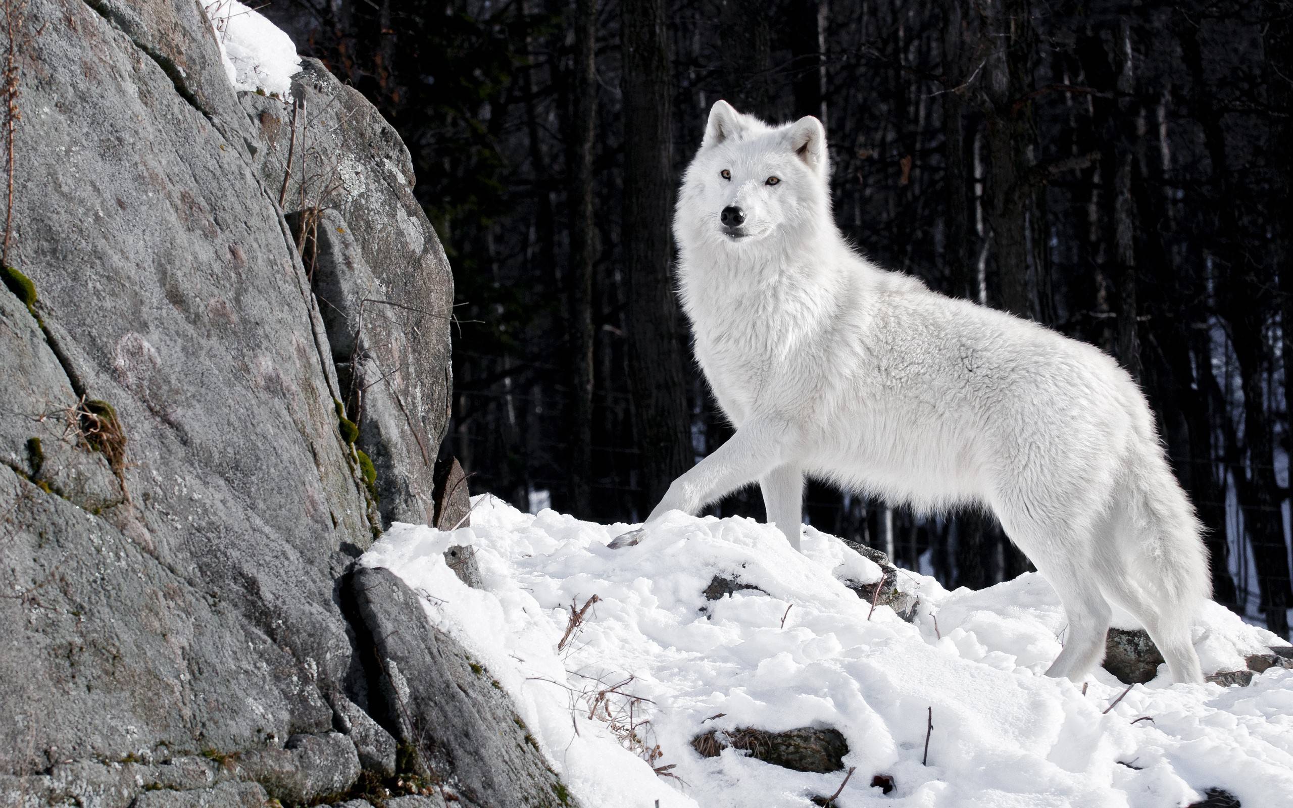 والپیپر زیبا از گرگ سفید با کیفیت بالا