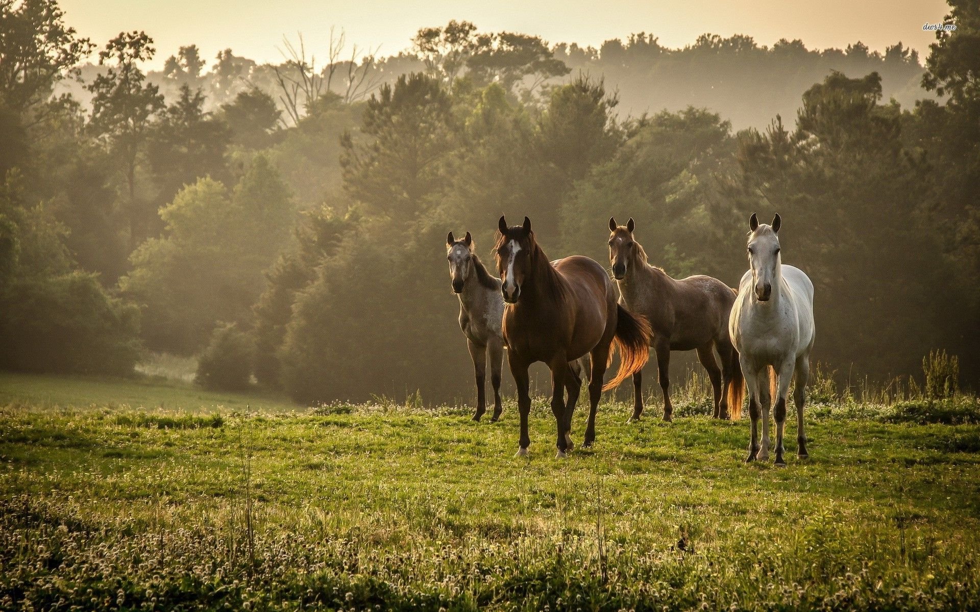 تصاویر زیبا از اسب های وحشی فول اچ دی