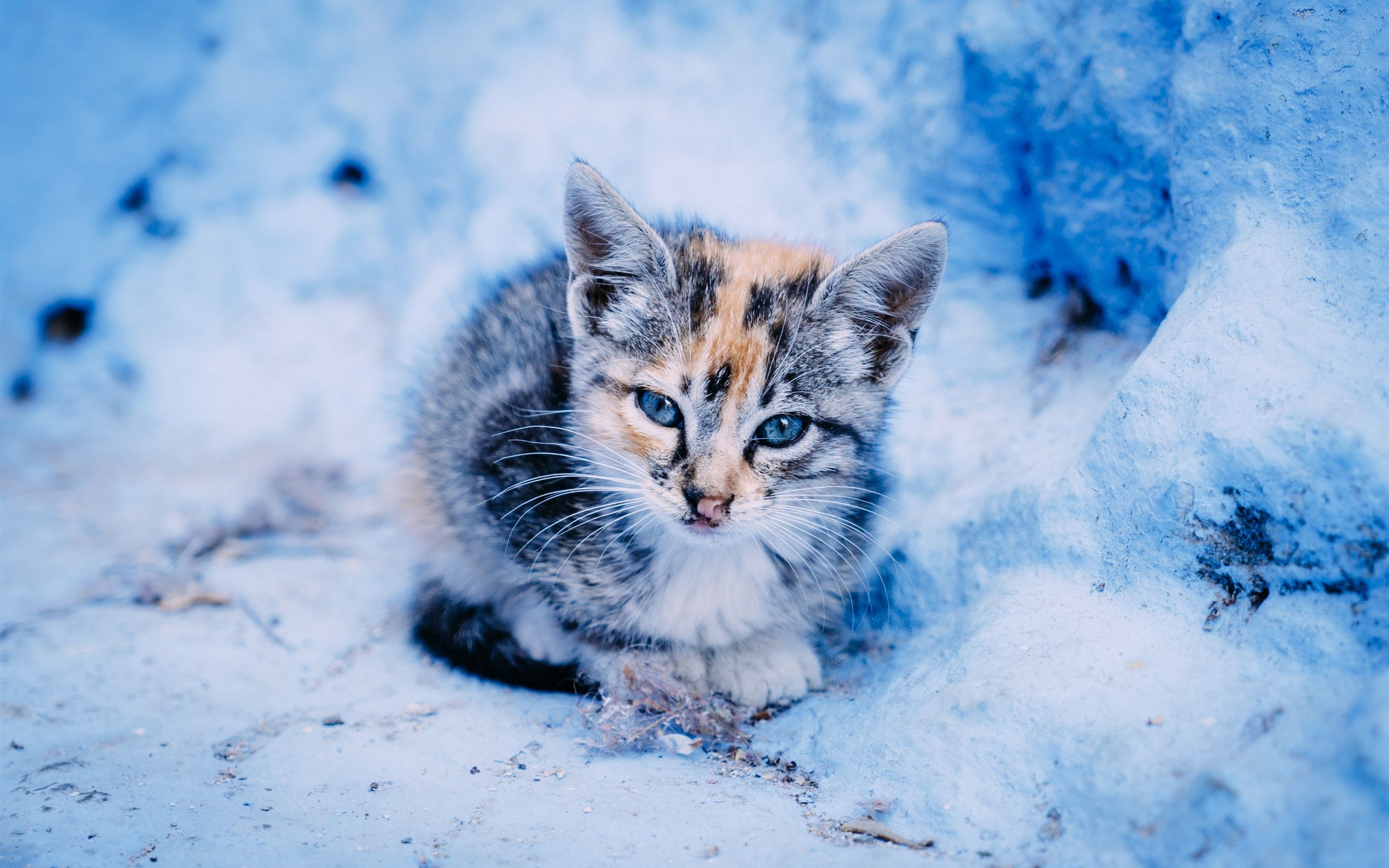 عکس گربه زیبا در میان برف ها با کیفیت بالا