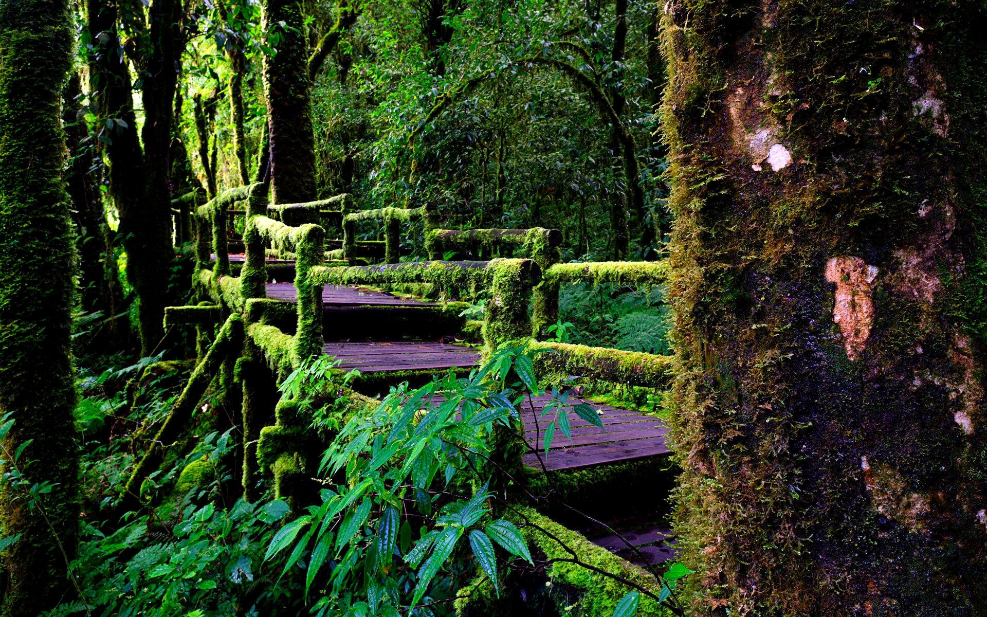 دانلود عکس با کیفیت full hd جنگل های آمازون زیبا