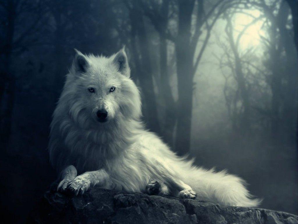دانلود عکس فوق العاده زیبا از گرگ سفید با کیفیت بالا