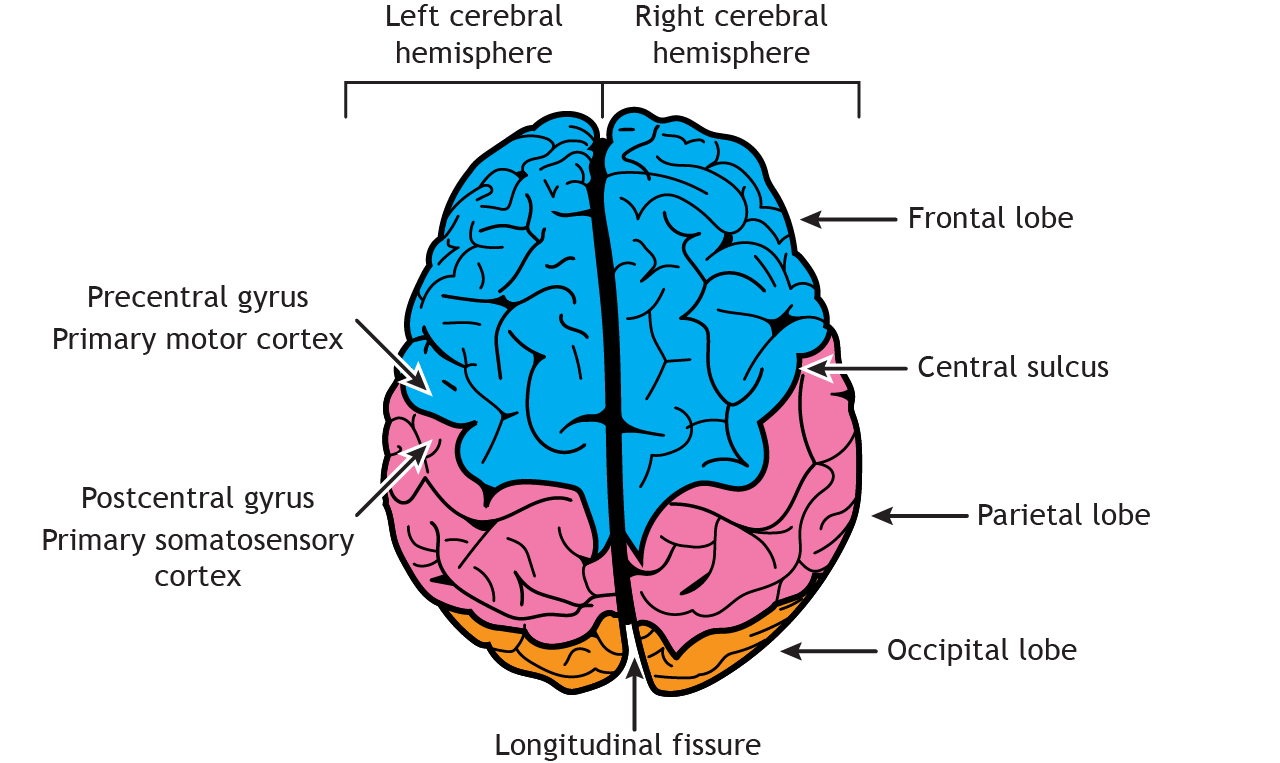 تصویر مغز انسان با جزئیات