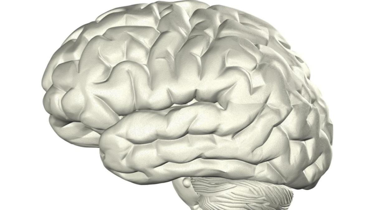 عکس مغز واقعی انسان از نزدیک