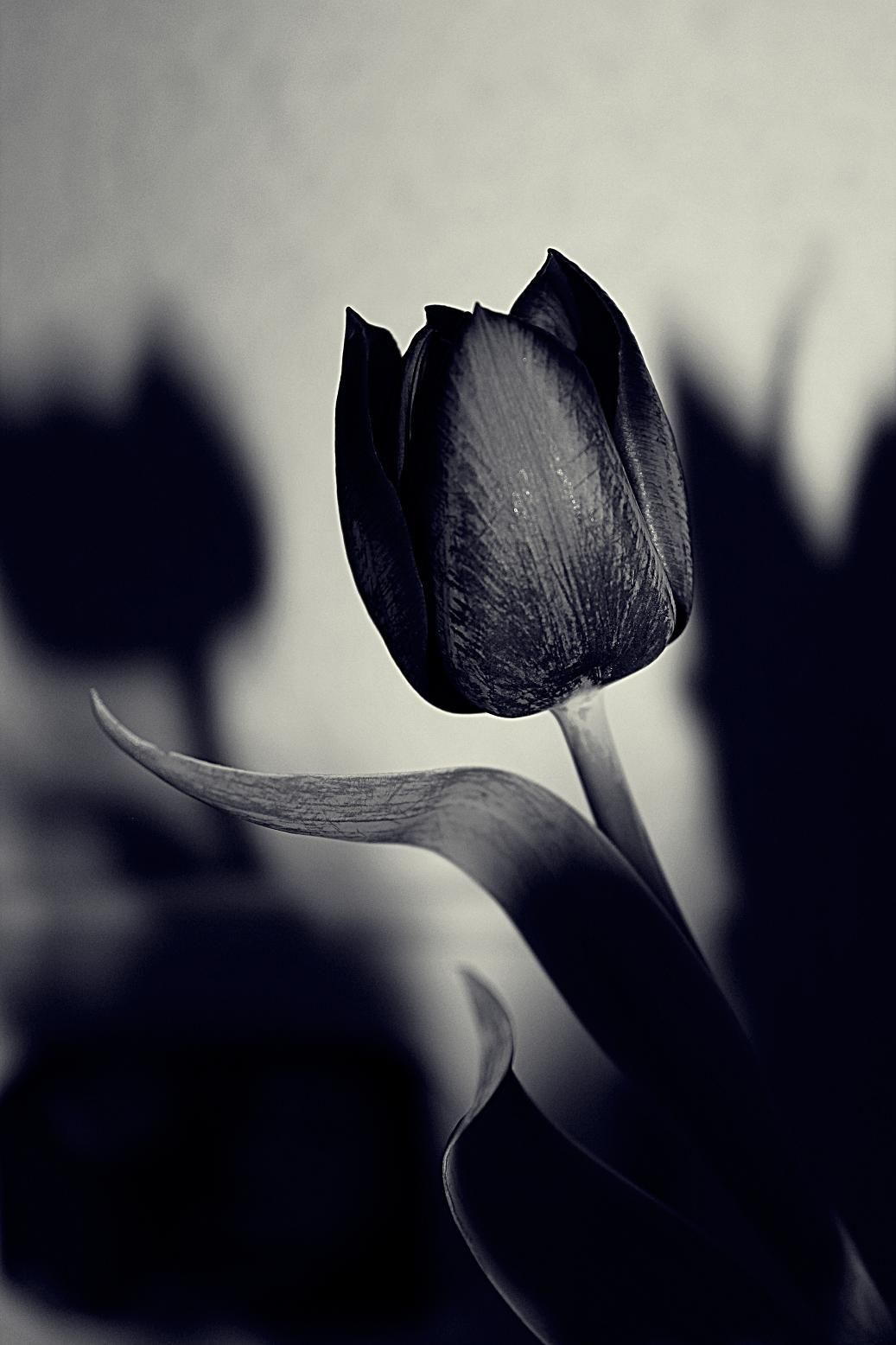 والپیپر گل لاله با رنگ سیاه برای موبایل