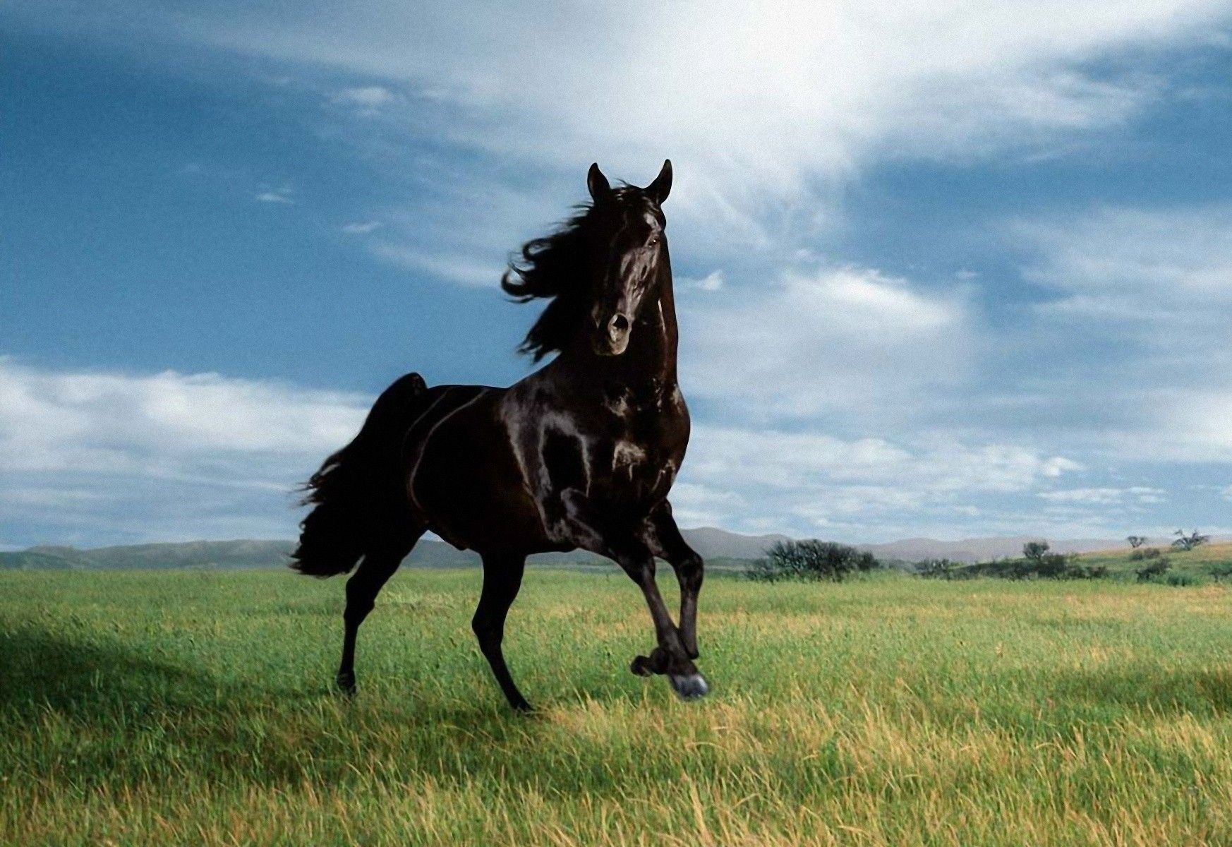 والپیپر عکس اسب وحشی مشکی