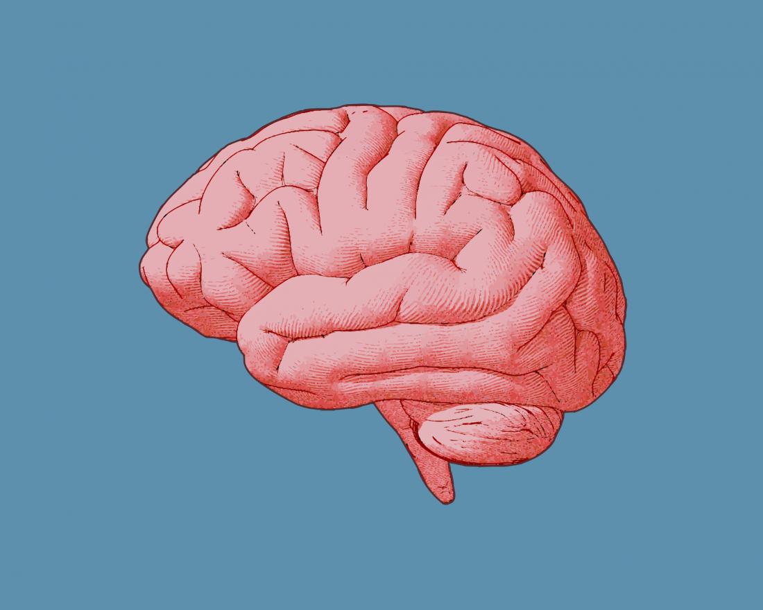 عکس مغز انسان نقاشی شده برای اموزش کودکان