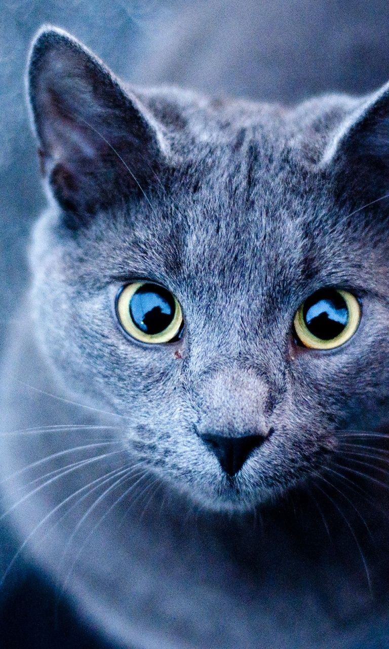 عکس گربه خاکستری با چشم های زیبا با کیفیت بالا